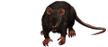 A rat.png